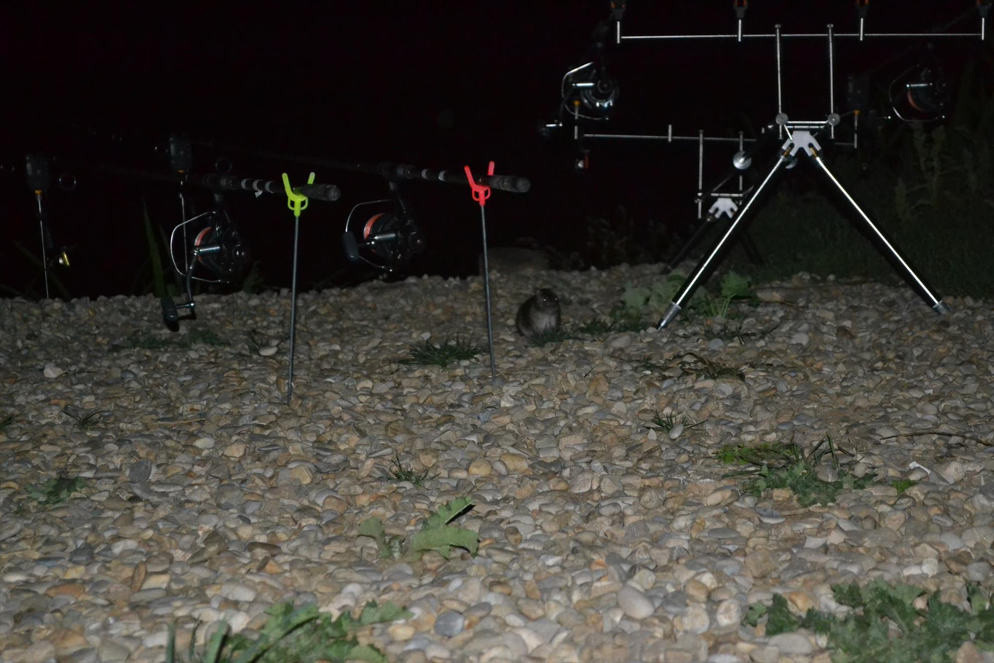 Hermes Peris 5 - 6 septembrie 2014 - dsc0989.JPG